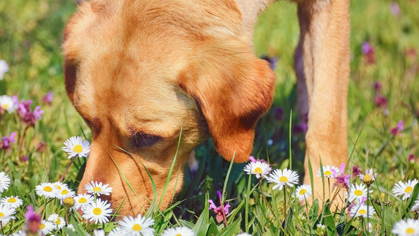Dog Bee Sting Treatment