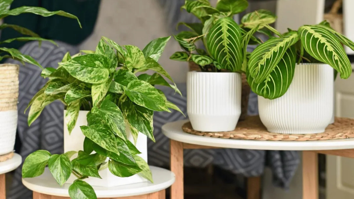 Prayer Plant Care